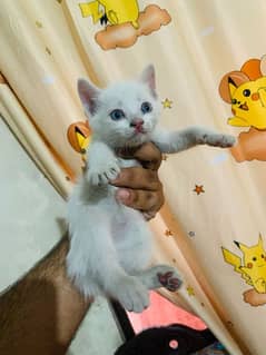 Persian