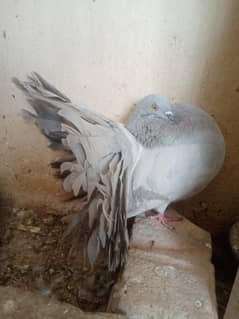 Fantail male