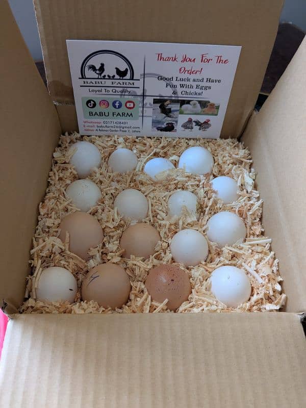 Fancy Top Quality Exotic Breeds Fertile Eggs Available Guranteed 18