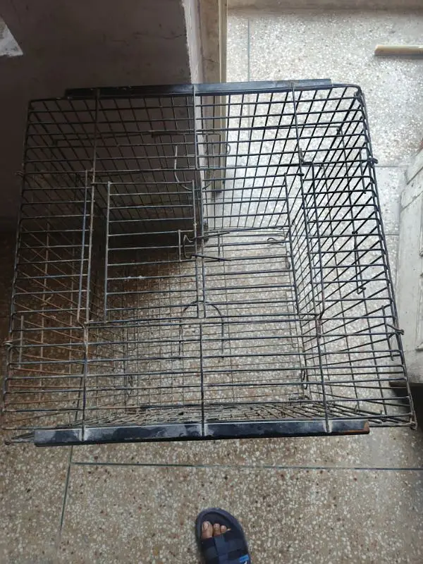 gray parrot cage available — photo 3