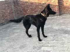 Black shepherd