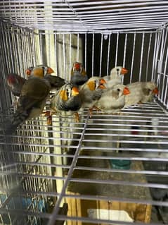 Zebra Finches