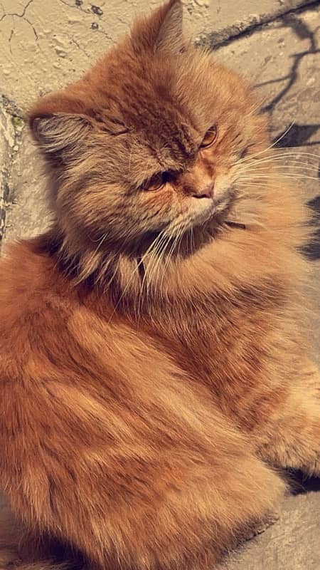 Male Persian cat 0