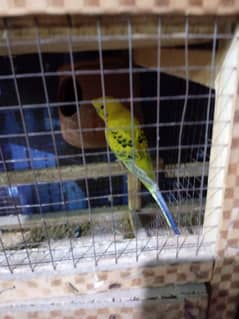urgent sale 4 jory pinjara