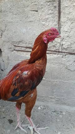 Aseel Mianwali pure nasal Patha for sale.