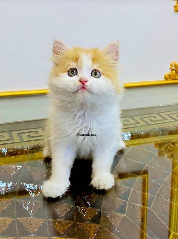 blue eyes white Persian kitten|Triple long coat |punch Face|cat babies 3