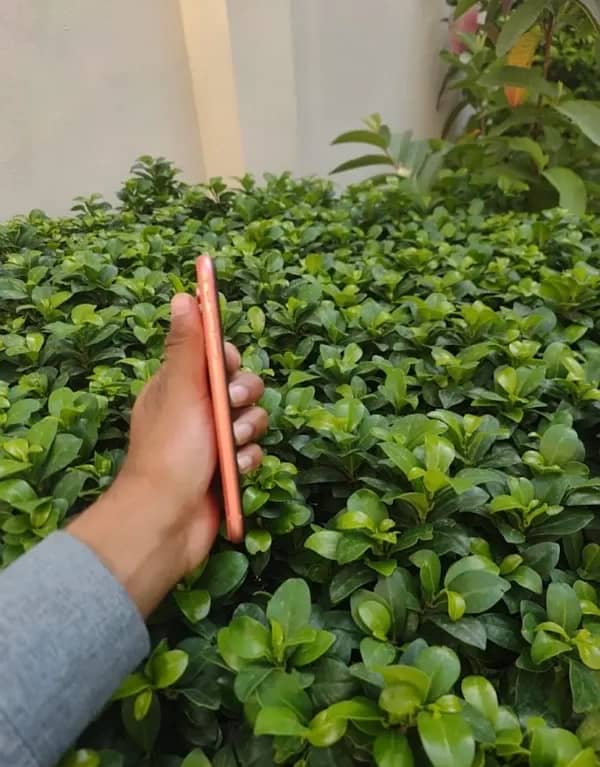 iphone XR 3