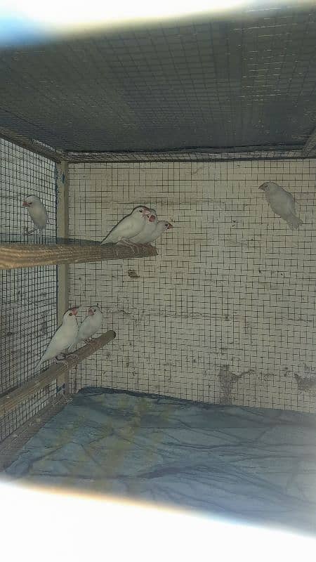 white java breedar 0