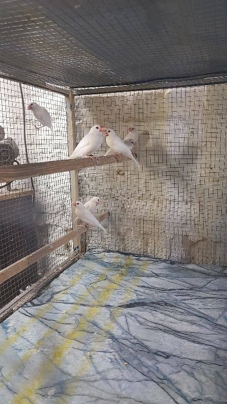 white java breedar 1