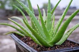Aloe