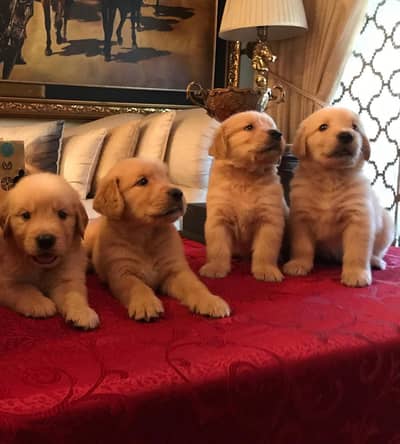 Golden Retriever Show Quality Puppies