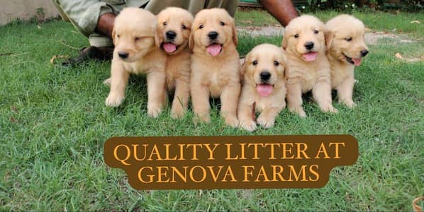 Golden Retriever Show Quality Puppies