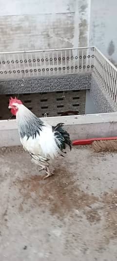 LIGHT SUSSEX HOME BREED MALE FOR SALE 03085792884