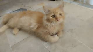Persian