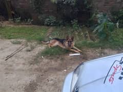 this is a good  security dog