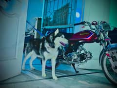 Siberian husky