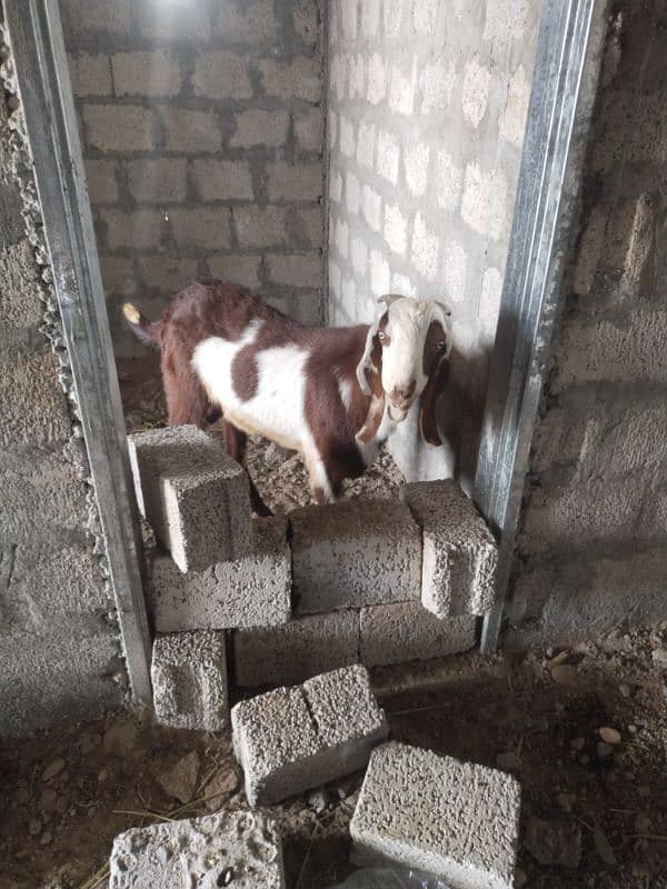 Qurbani ke lye bkre hai sare 0
