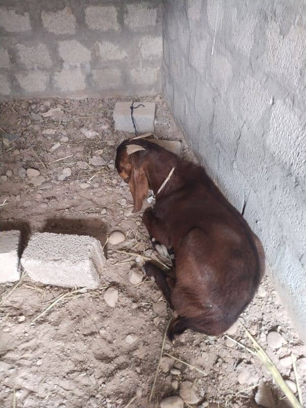 Qurbani ke lye bkre hai sare 2