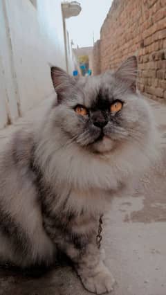 Persian
