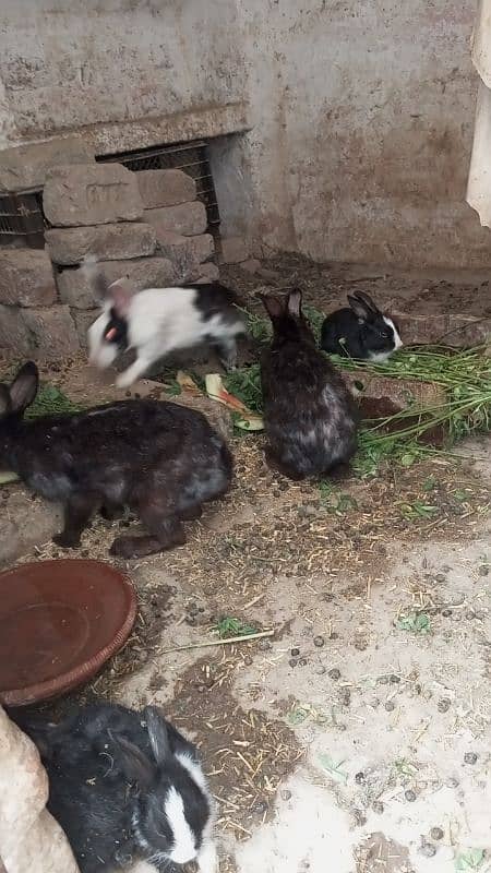 breeders rabbit 0