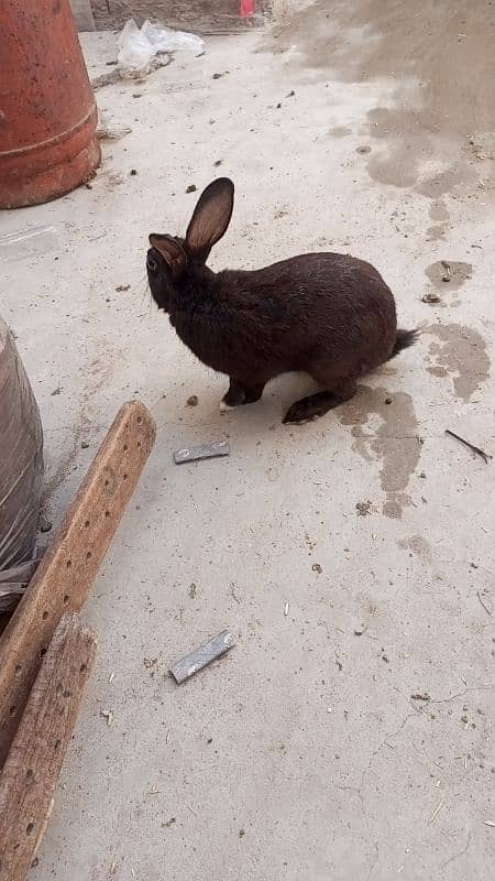 breeders rabbit 1