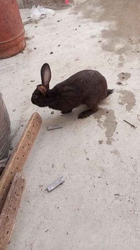 breeders rabbit 2