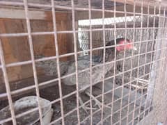 hens for sale