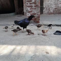 home barid