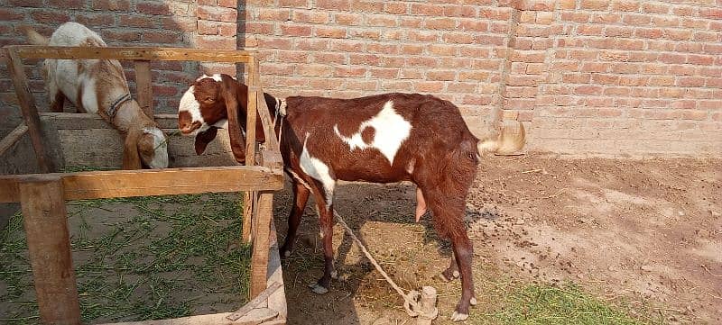 ma Sha Allah 02 Bakra  ek bakri 0