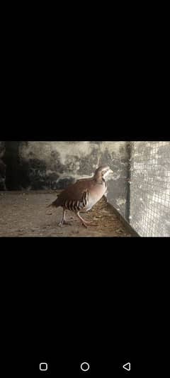 Aseel lakha breeder pair