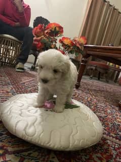 poodle