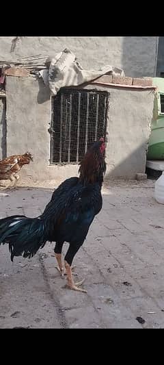 Aseel thai male