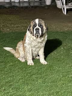 saint bernard exchange possible