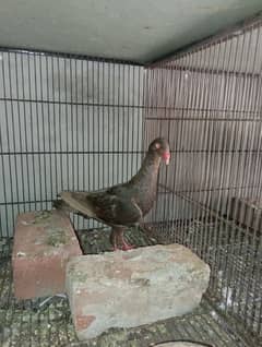 Denish female