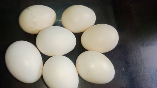 aseel eggs avilble