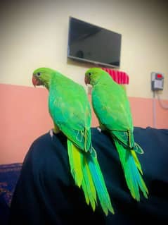 Pakistani