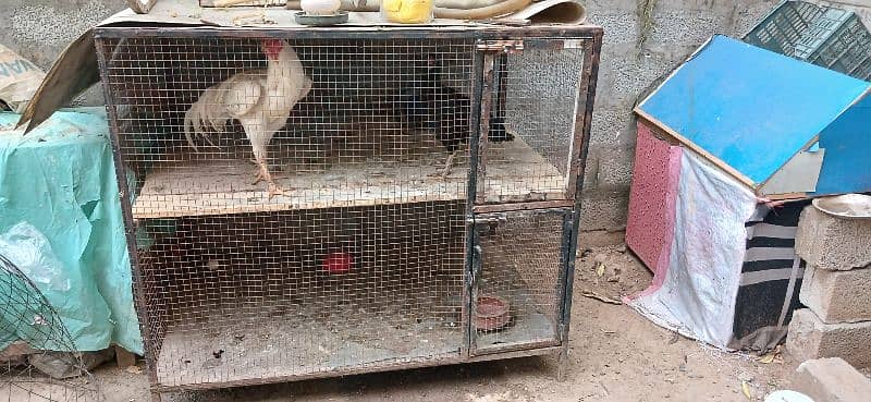 double portion hen cage 1