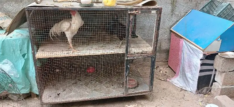 double portion hen cage — photo 2