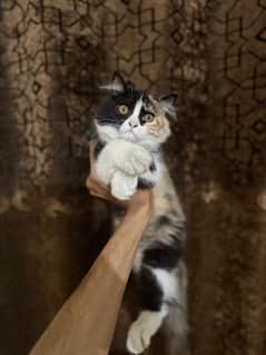 persian kittens for sale