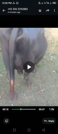 buffalo