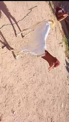 bakri