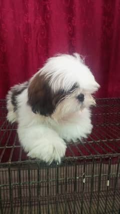 Shihtzu Puppies available
