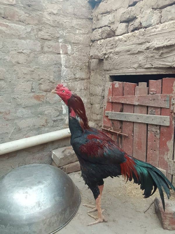 Turkish hint cros Aseel ptha 0