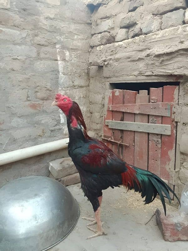 Turkish hint cros Aseel ptha 1