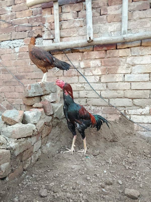 Turkish hint cros Aseel ptha 2