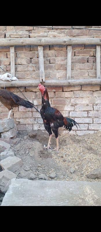 Turkish hint cros Aseel ptha 3