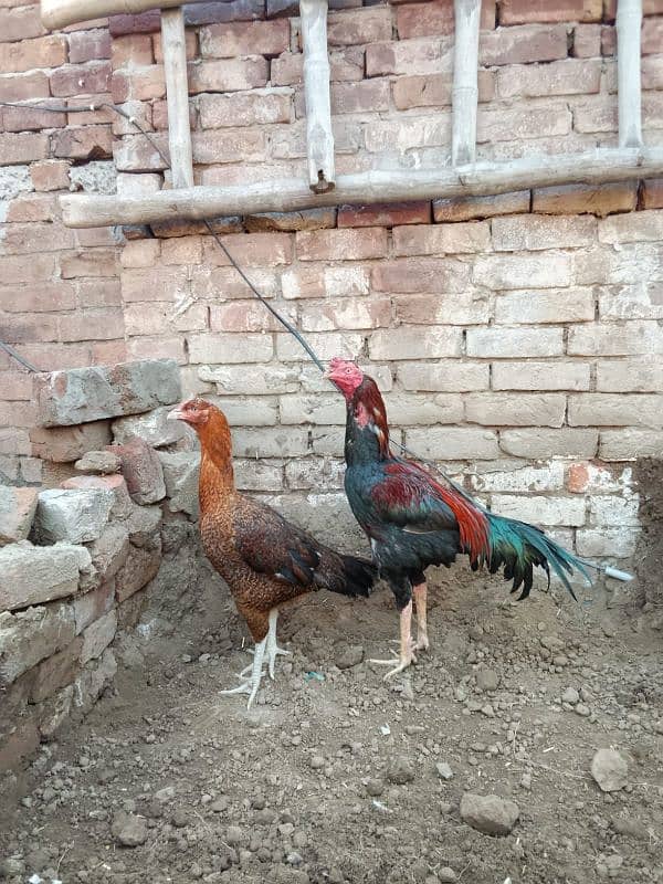 Turkish hint cros Aseel ptha 4