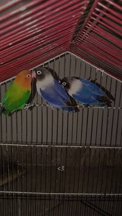 LOVEBIRDS