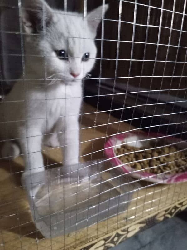 Persian white breed beautiful cat 2