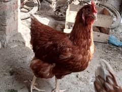 lohman brown daily egg hen murghi